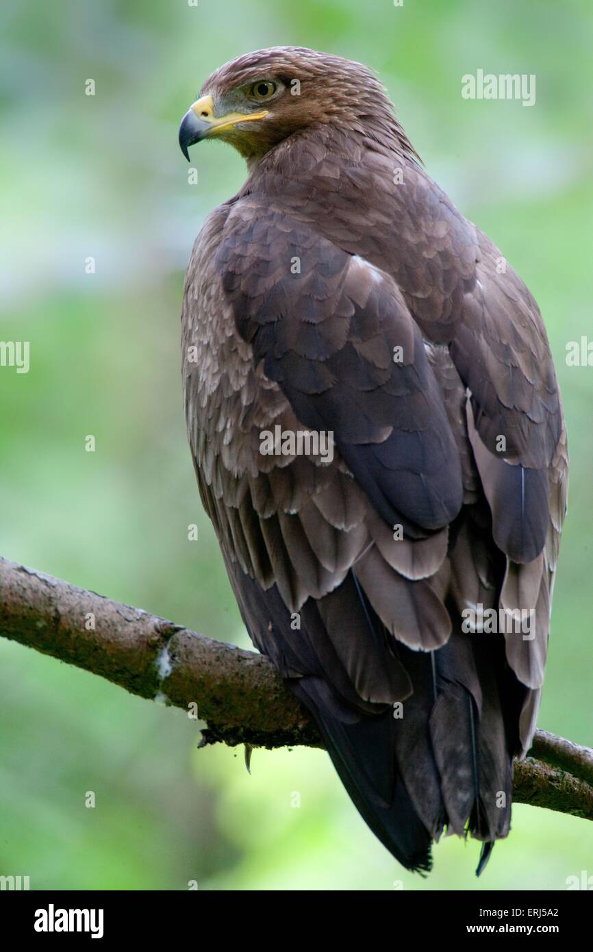 Lesser spotted eagle Foto Stock