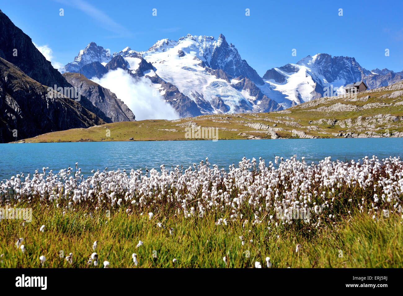 Lago di montagna Lac Goléon con cotone erba in primo piano e la montagna La Meije, sulle Alpi francesi, Francia Foto Stock