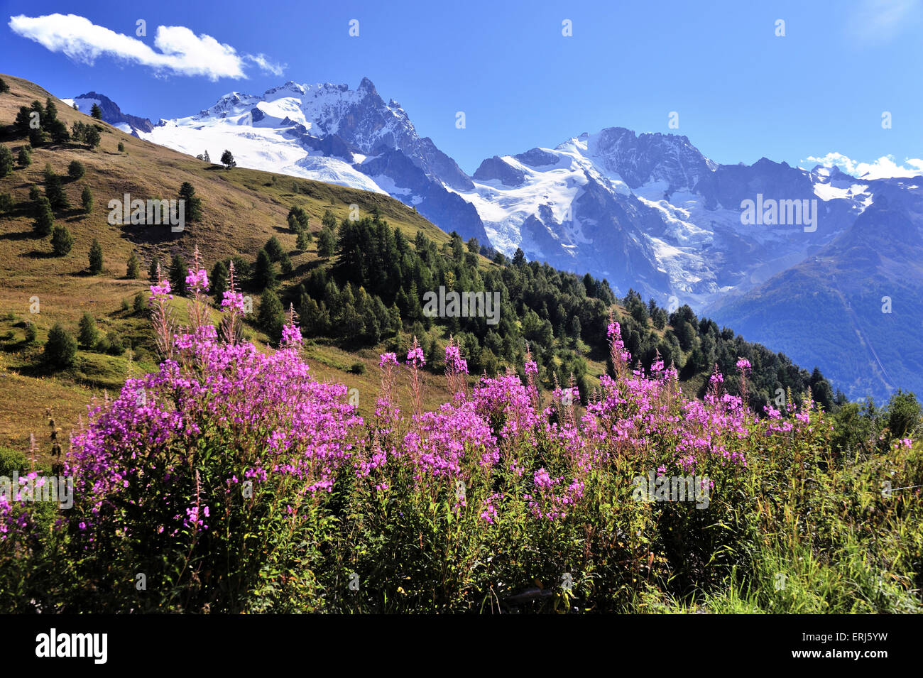 Fiori di colore rosso e il bellissimo paesaggio di montagna delle Alpi, sulle Alpi francesi, Francia Foto Stock