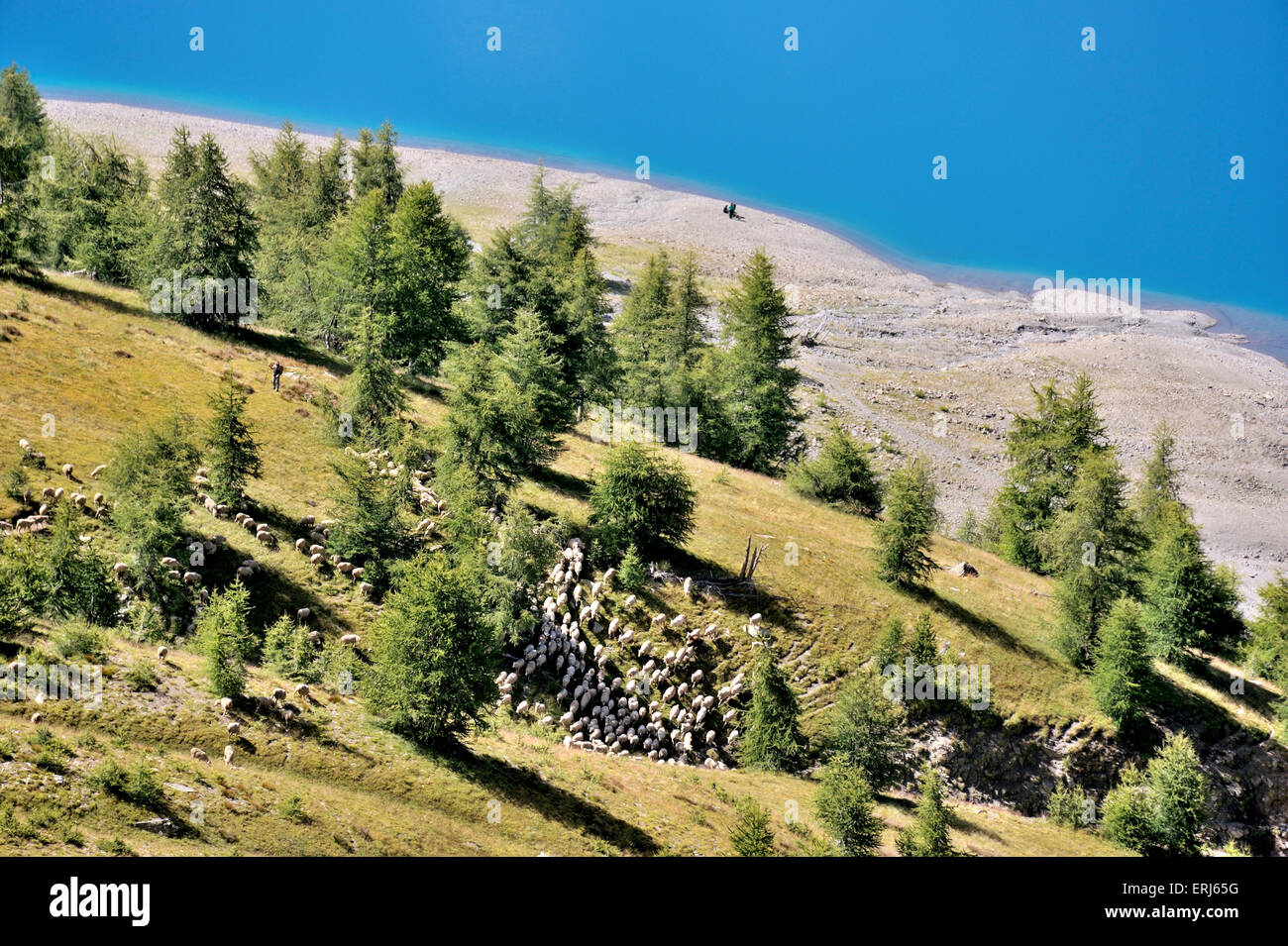 Il paesaggio pastorale presso il lago di montagna Lac d'Allos, sulle Alpi francesi, Francia Foto Stock