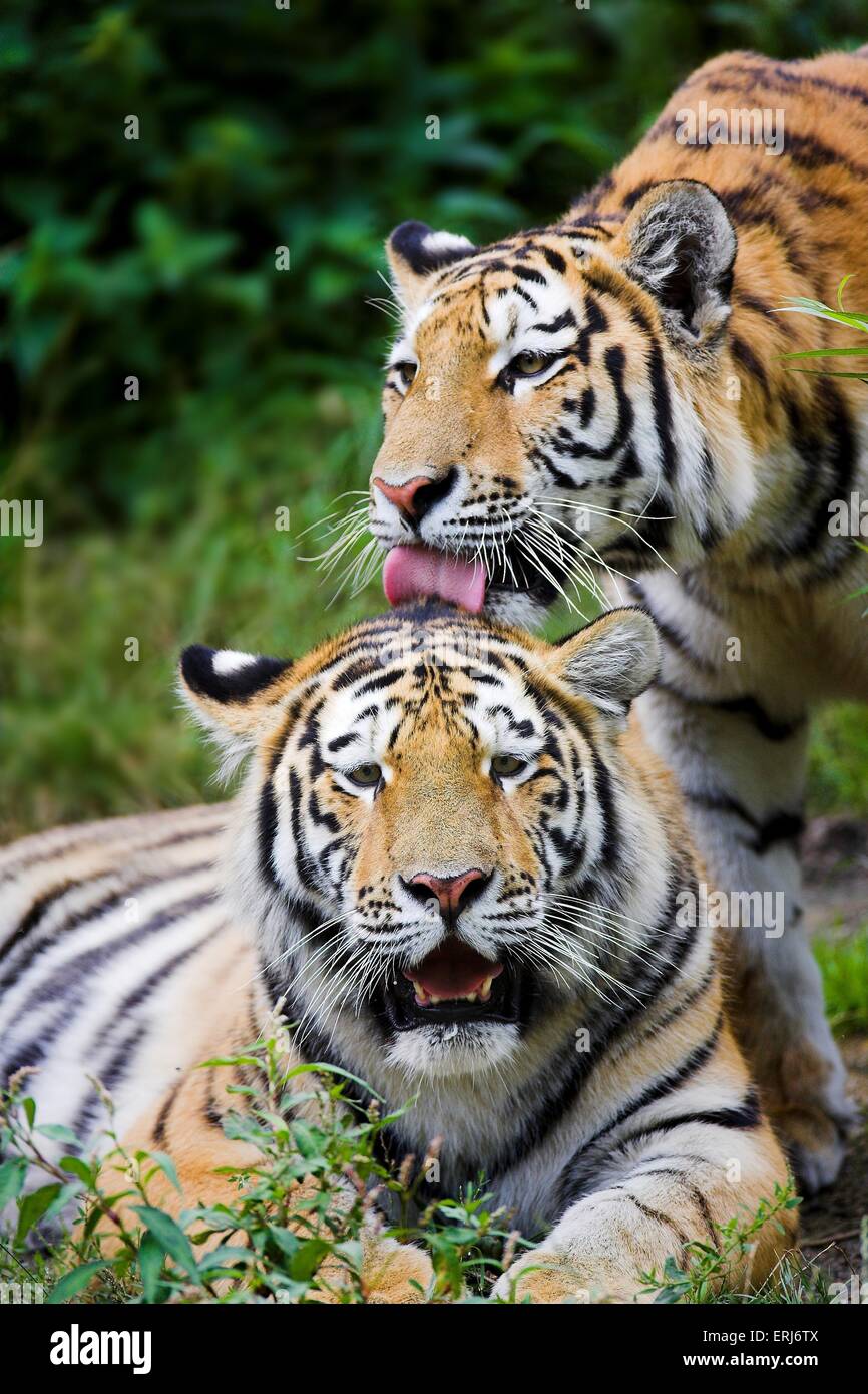 Tigri di Amur Foto Stock