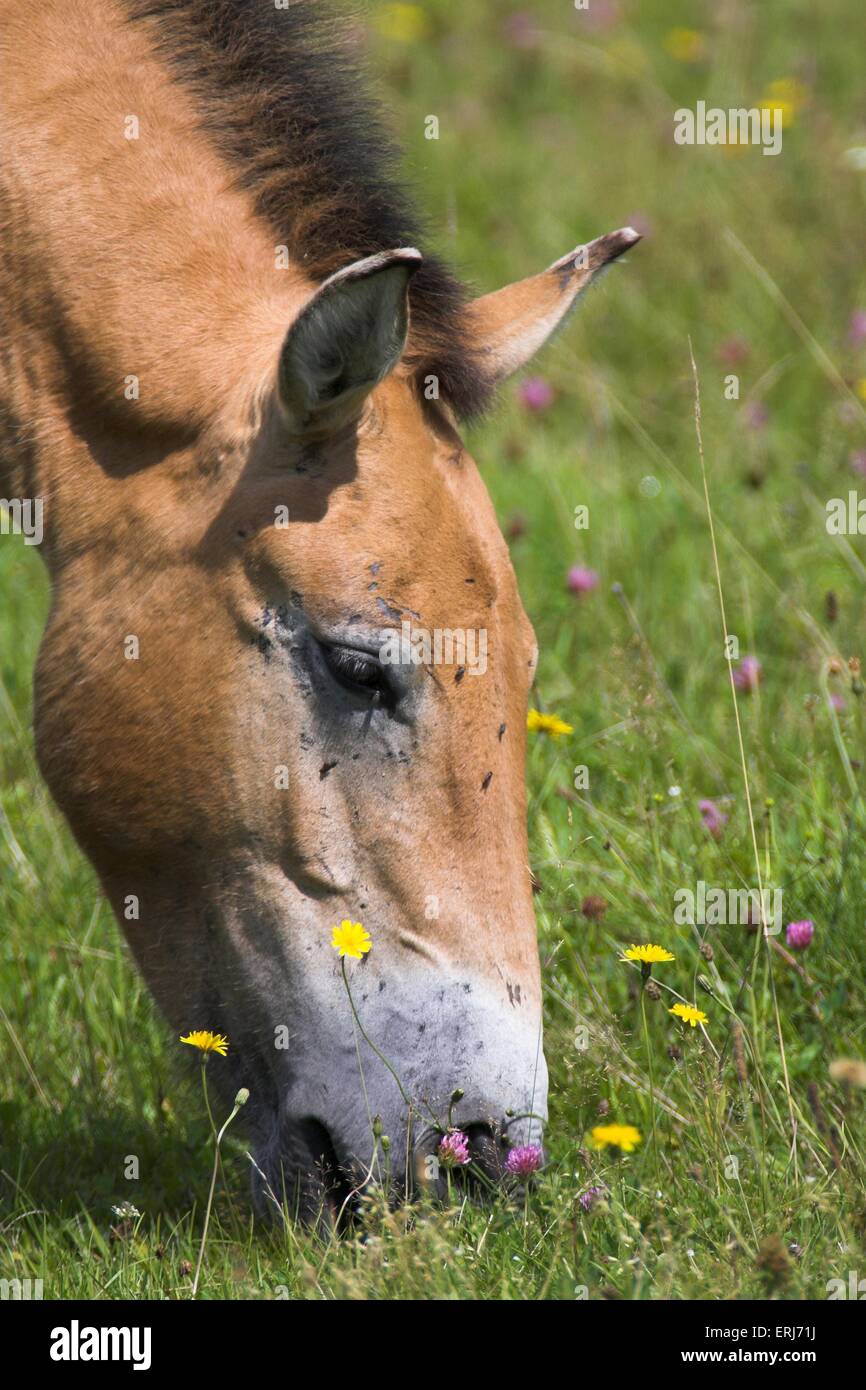 Asian cavallo selvaggio Foto Stock