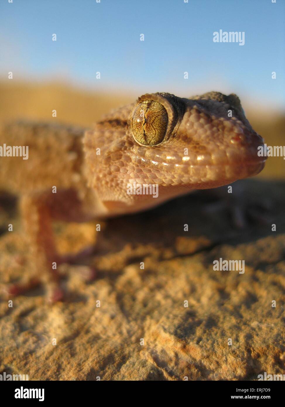 Il gigante africano gecko di massa Foto Stock