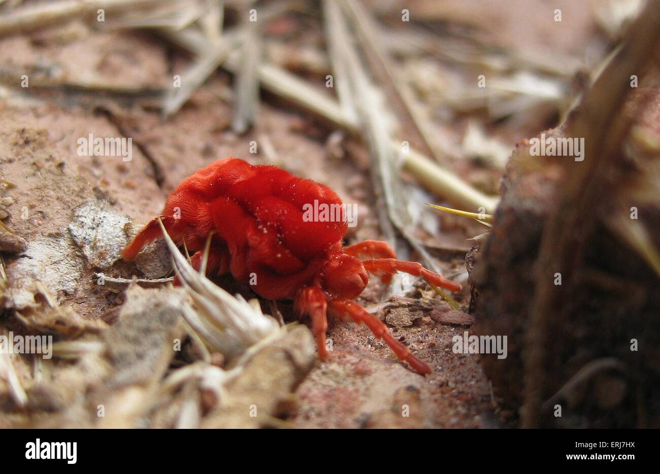 acaro rosso Foto Stock