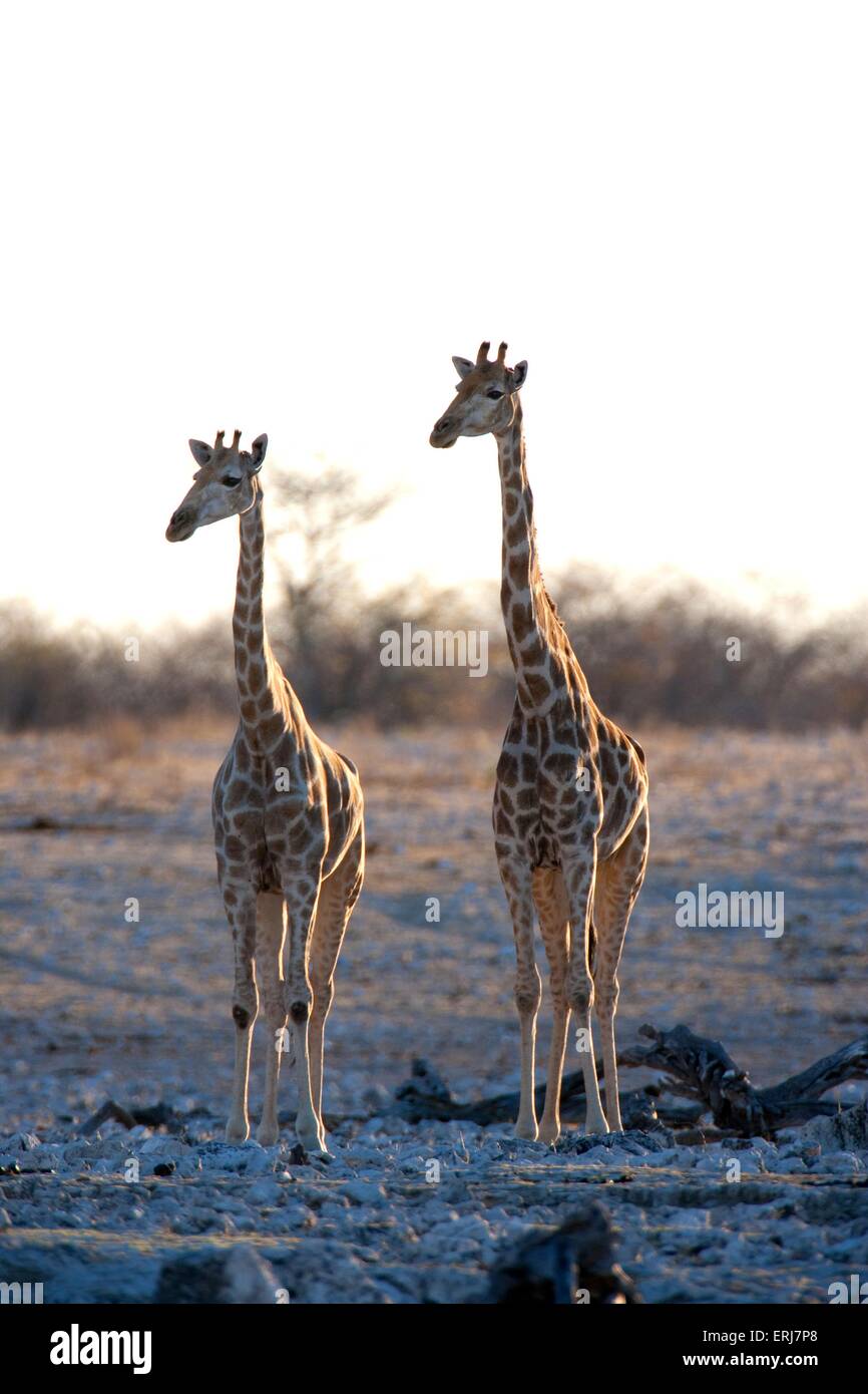 Giraffe Foto Stock