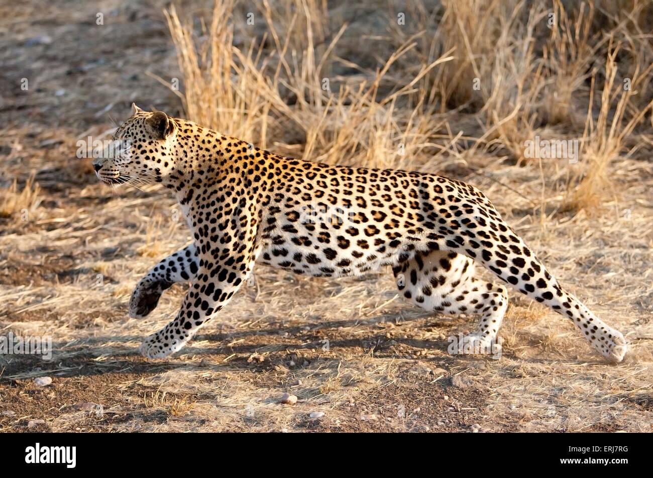 leopardo in esecuzione Foto Stock
