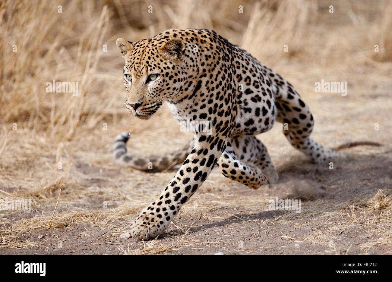 leopardo in esecuzione Foto Stock