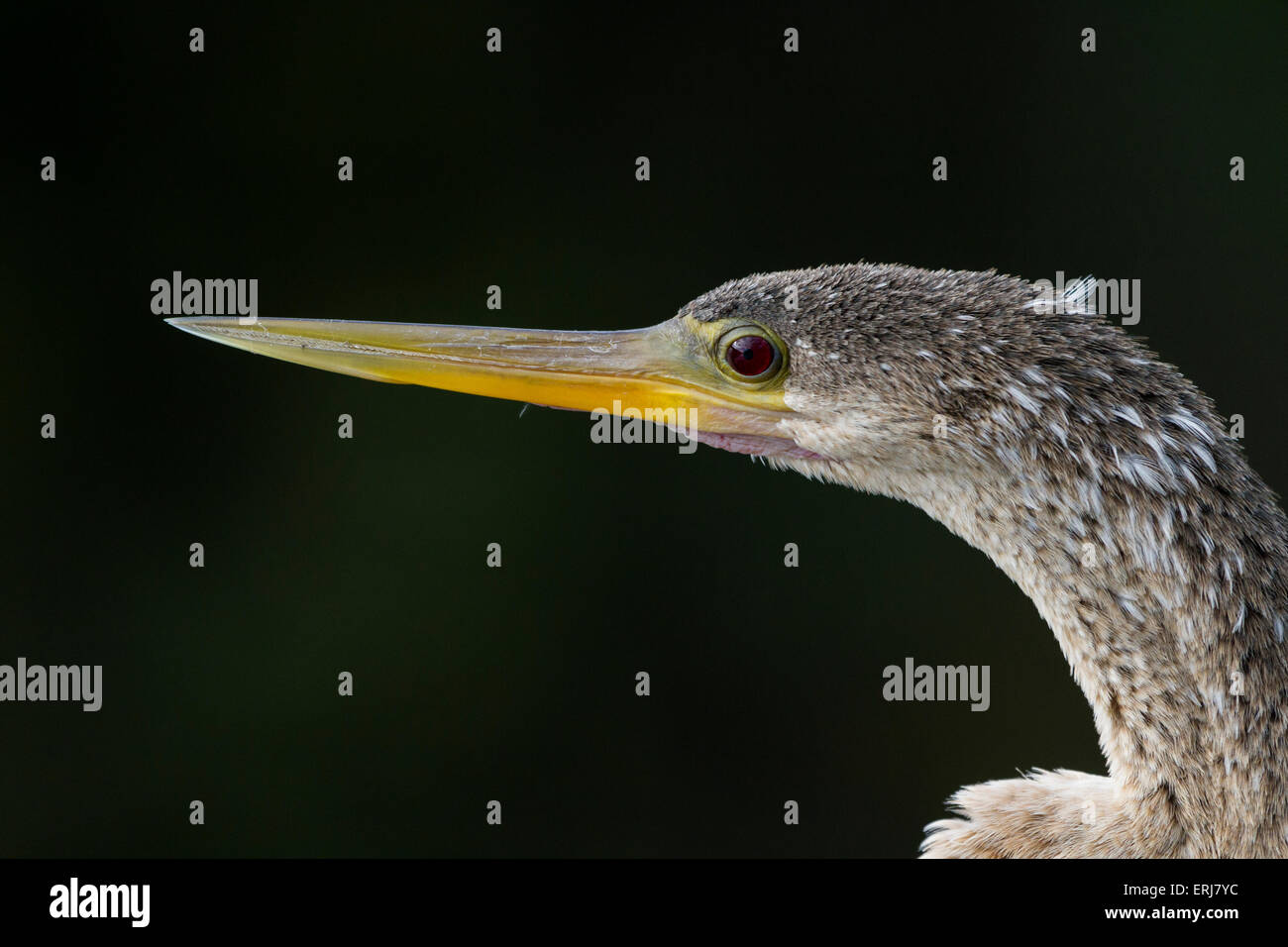 Ritratto di un Anhinga (Anhinga anhinga) in Everglades della Florida Foto Stock