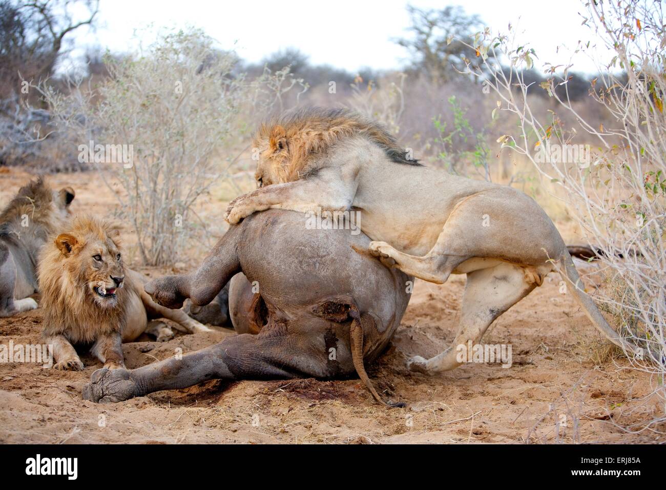 mangiare i lions Foto Stock