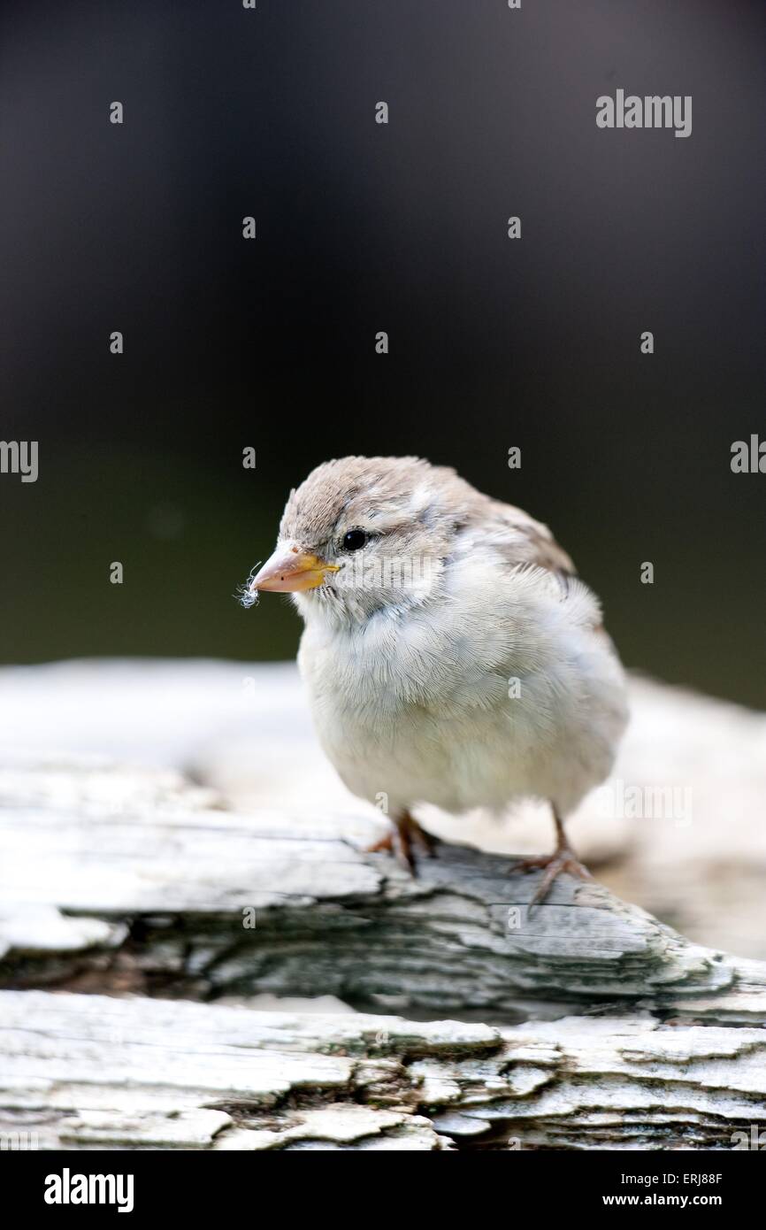 Inglese sparrow Foto Stock