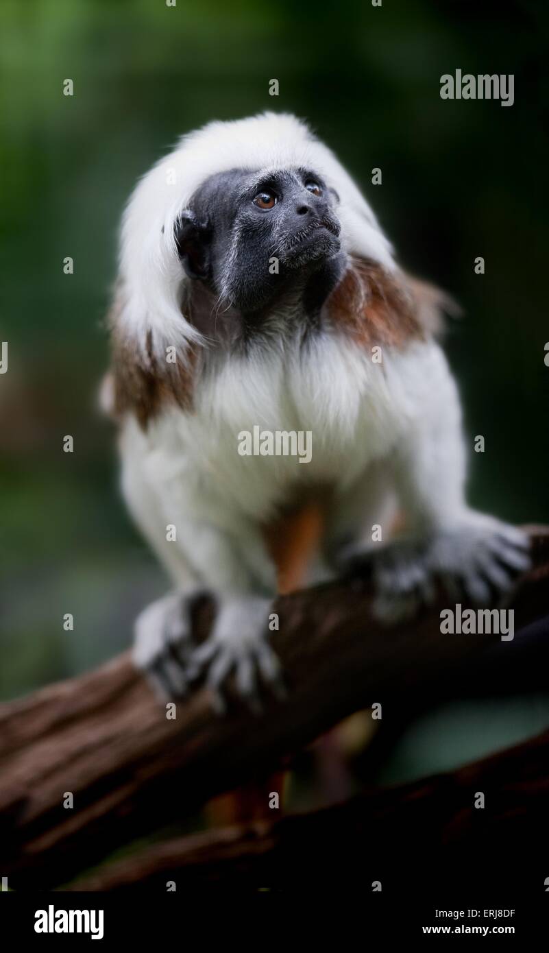 Cottontop monkey Foto Stock