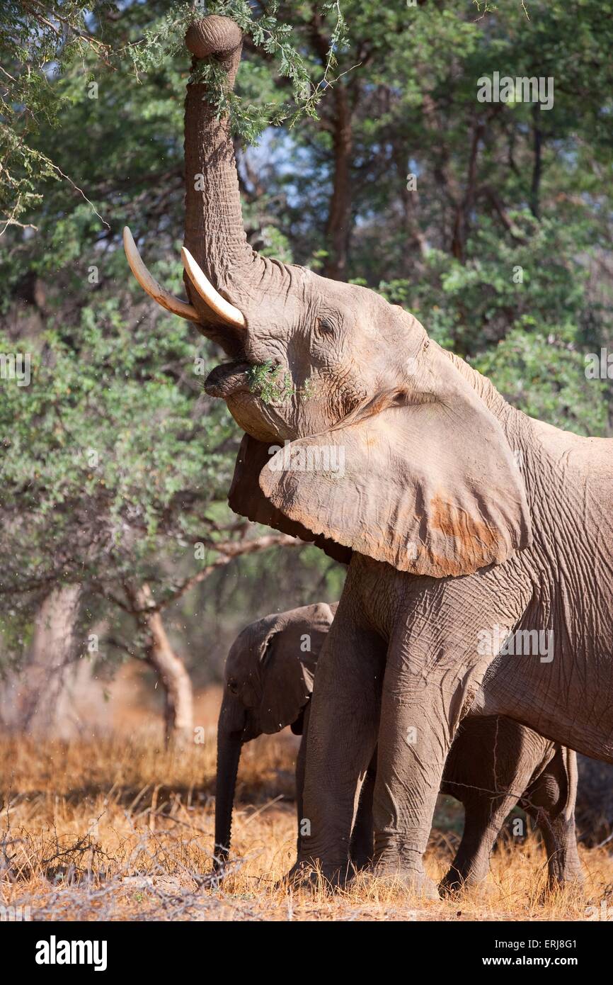 Elefante africano Foto Stock