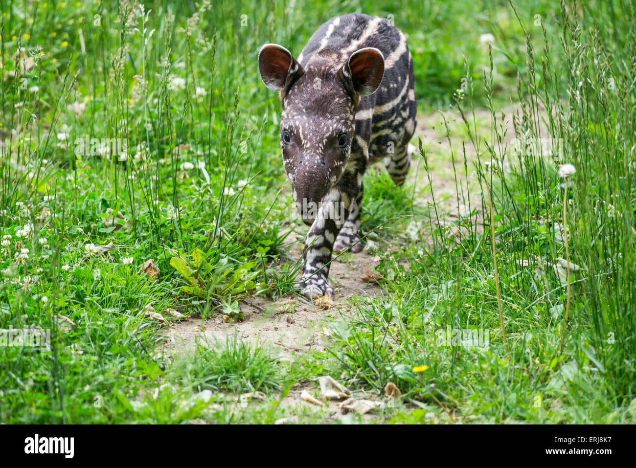 Nove giorni di età del bambino a rischio di estinzione Sud Americana il tapiro (Tapirus terrestris), chiamato anche tapiro brasiliano o tapiro di pianura Foto Stock