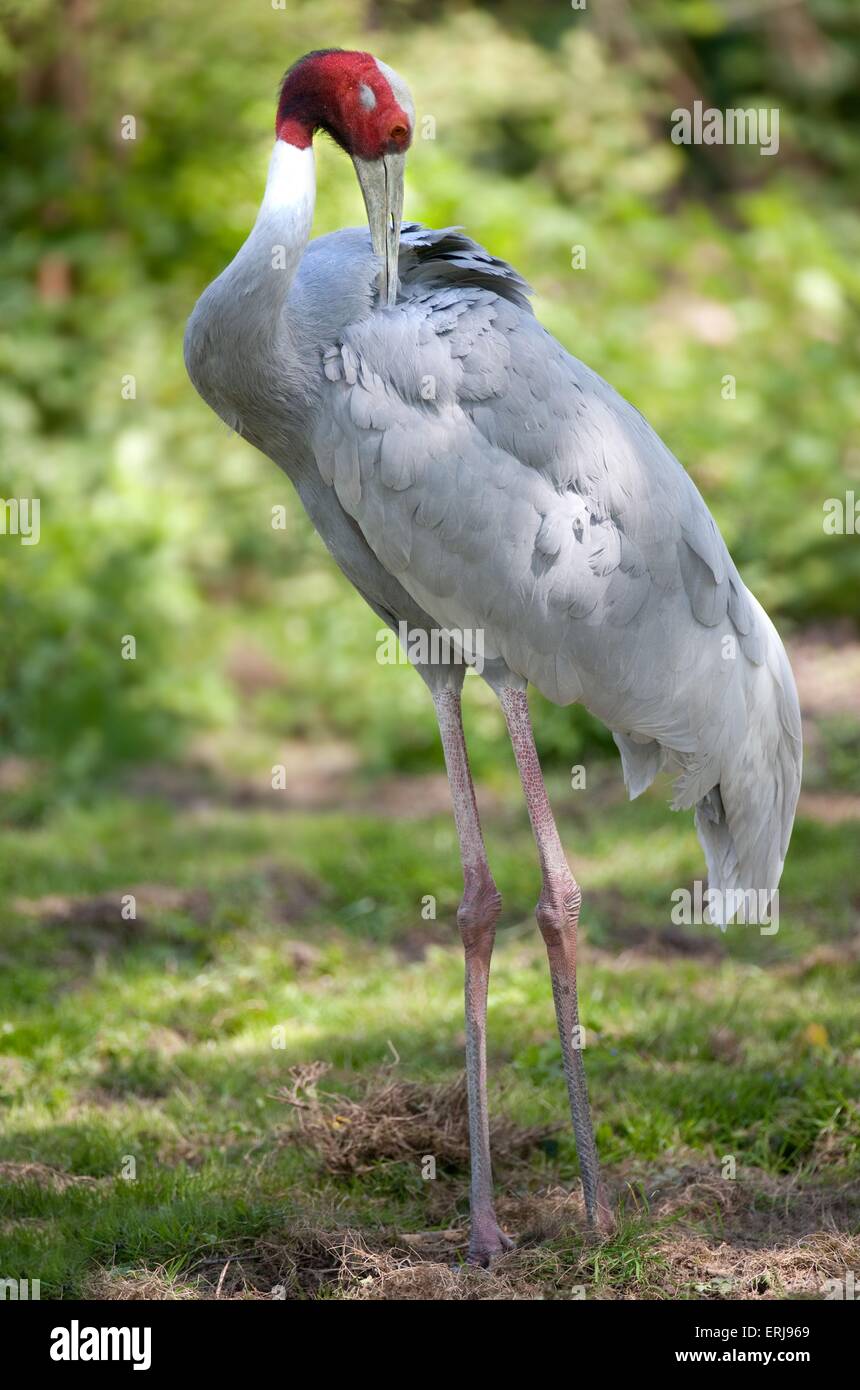 gru di sarus Foto Stock