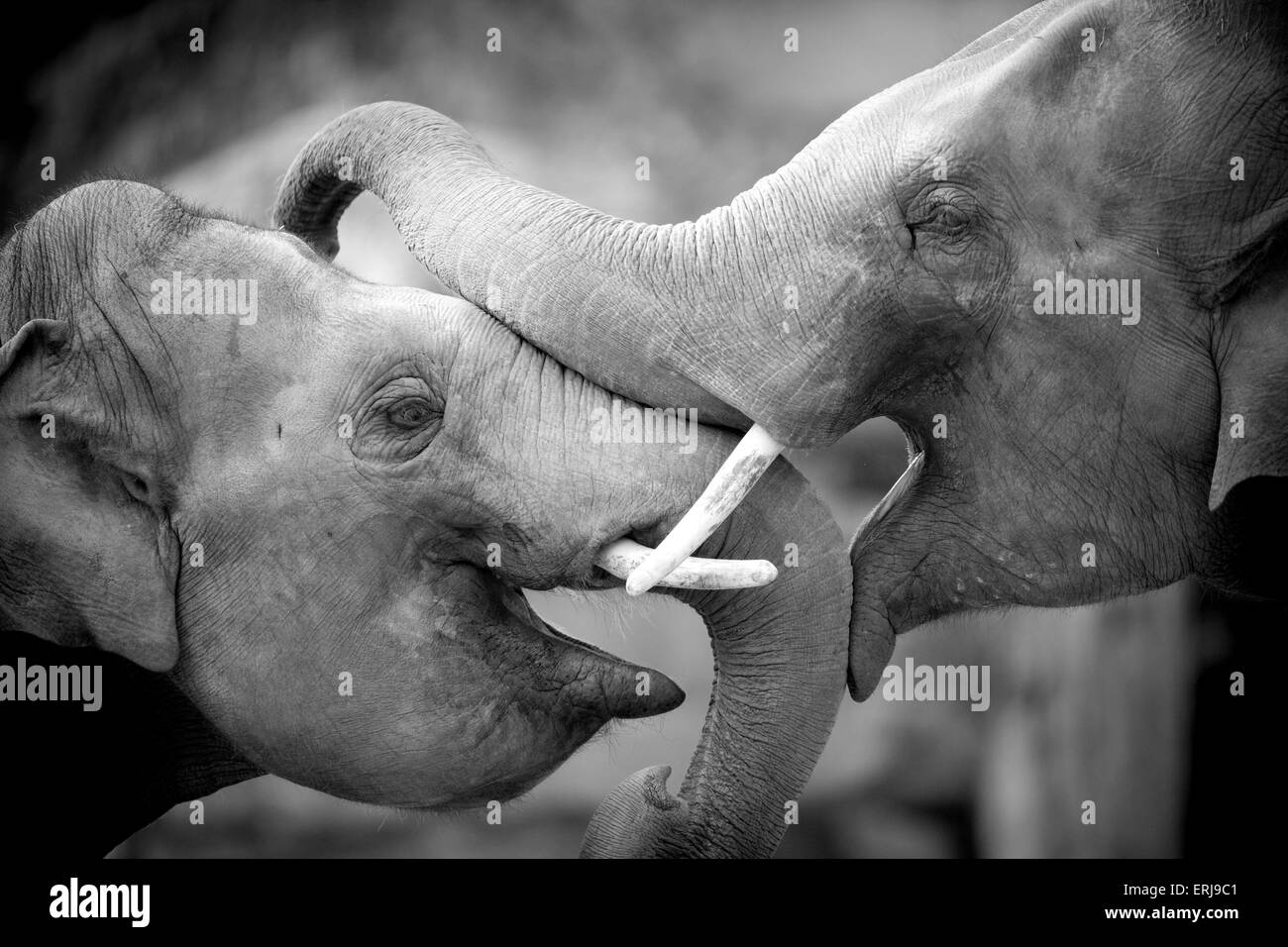 elefanti asiatici Foto Stock