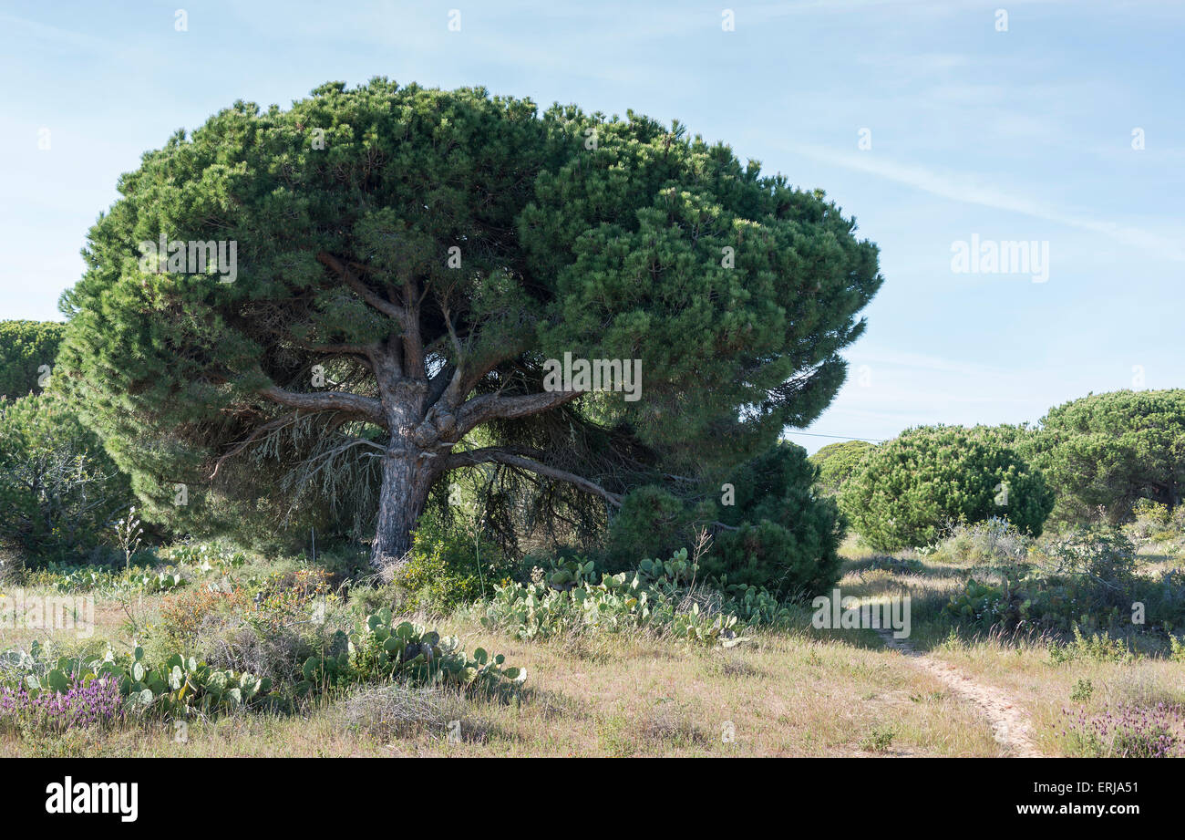 Verde grande vecchio albero di pino in Portogallo Algarve zona vicino a Albufeira Foto Stock