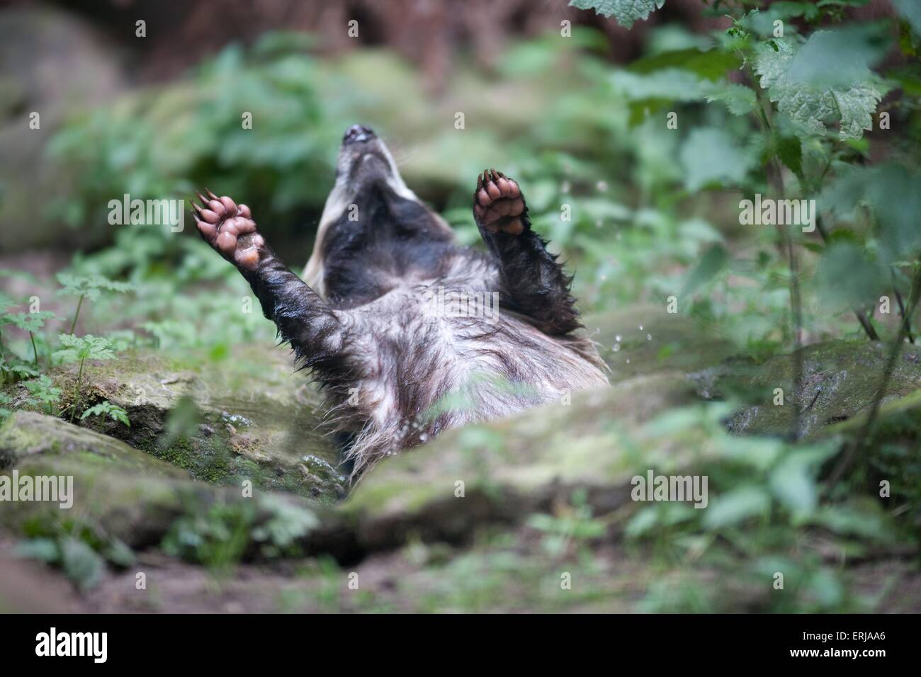 Meles meles Foto Stock