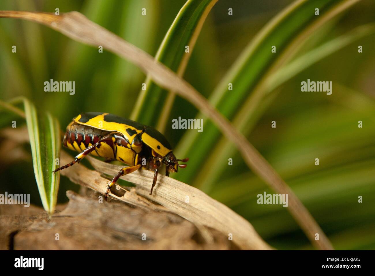 Verde chafer rose Foto Stock