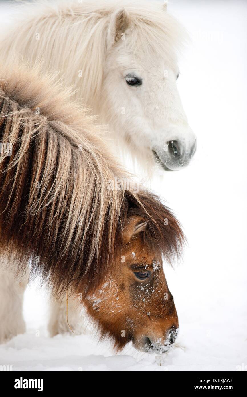 2 pony Shetland Foto Stock