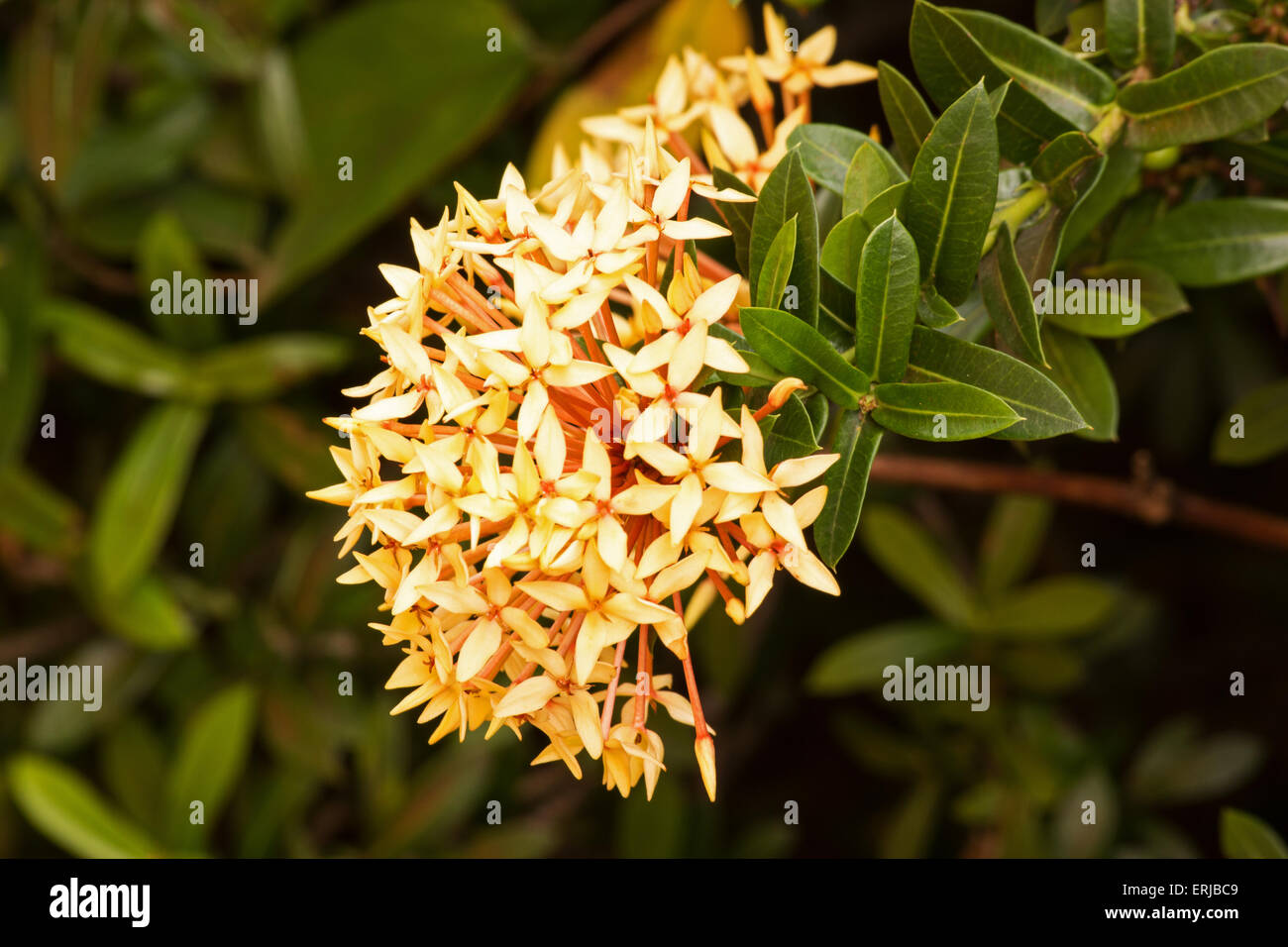 West Indian jasmine (Ixora) piante e fiori Foto Stock