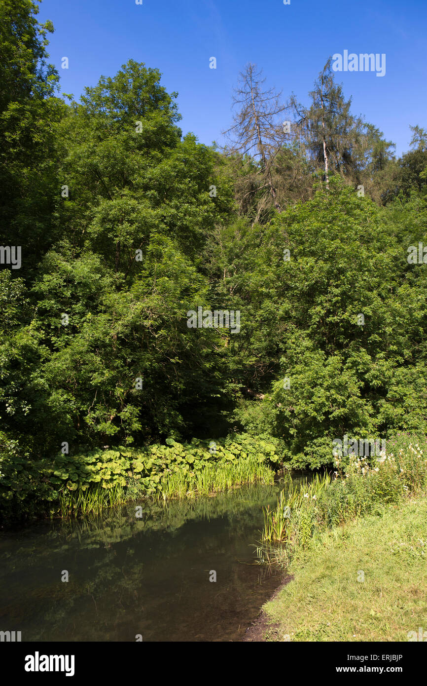 Regno Unito, Inghilterra, Derbyshire, Dovedale, Fiume Colomba Foto Stock