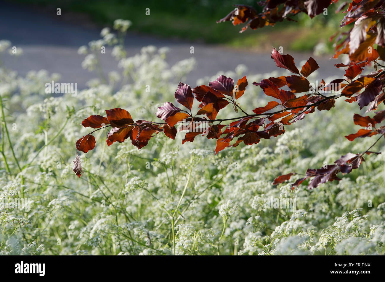 Fagus sylvatica f. purpurea e Anthriscus sylvestris. Il rame faggio e cow prezzemolo nella campagna inglese Foto Stock