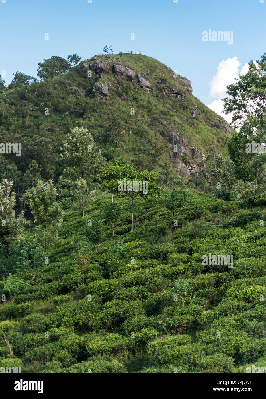 Poco Adam's Peak e le piantagioni di tè, Ella, Sri Lanka Foto Stock