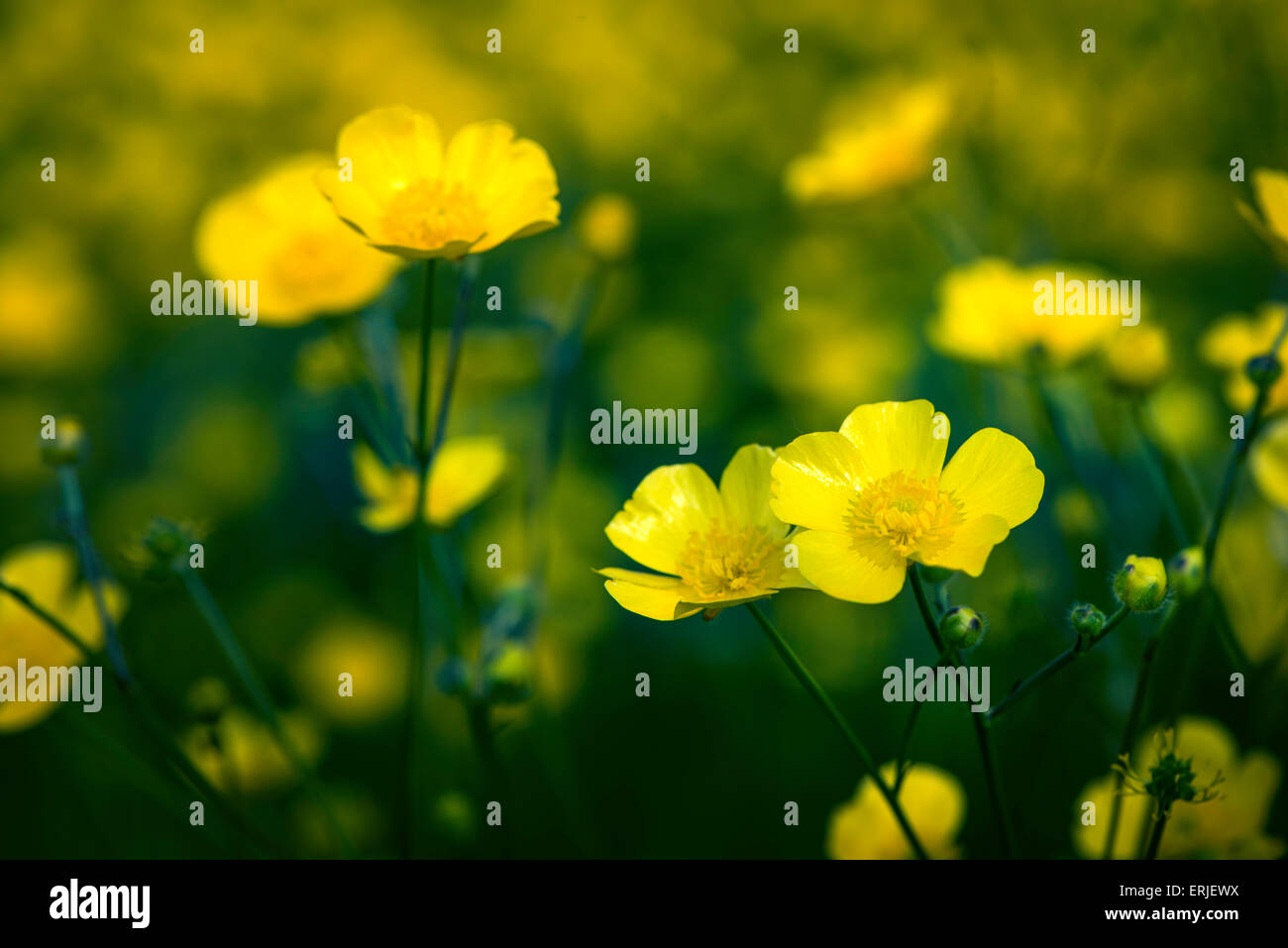 Vista dettagliata del prato giallo buttercup fiori Foto Stock