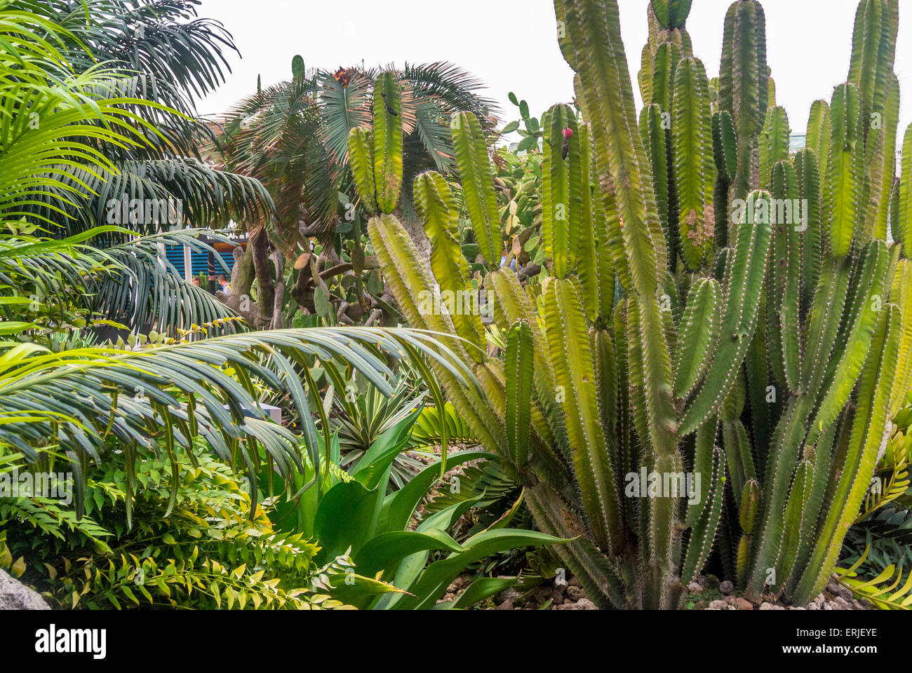 L'Aeroporto Changi di Singapore. Tetto giardino dei Cactus. Foto Stock