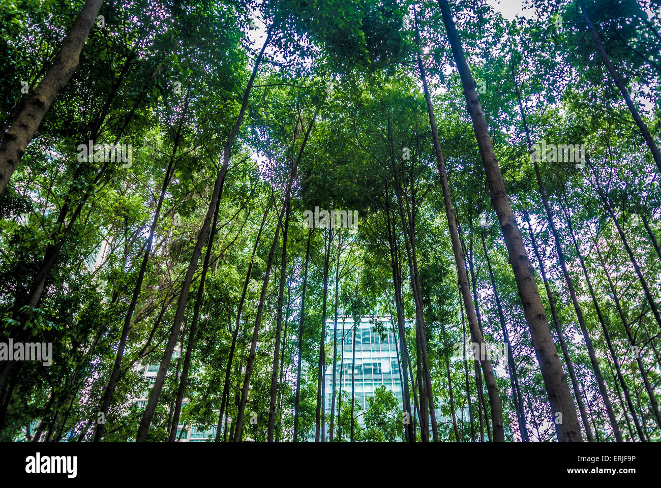Parco tascabile Standard Chartered (Laman Standard Chartered), una foresta urbana e un'oasi. Kuala Lumpur, Malesia. Foto Stock