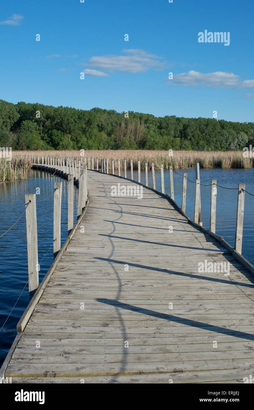 Legno lake park boardwalk attraversato il lago e la Tifa marsh delimitata da foresta in richfield minnesota Foto Stock