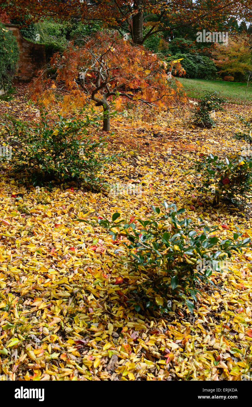 Autunno colorato luminoso alberi e cespugli durante il giorno Foto Stock