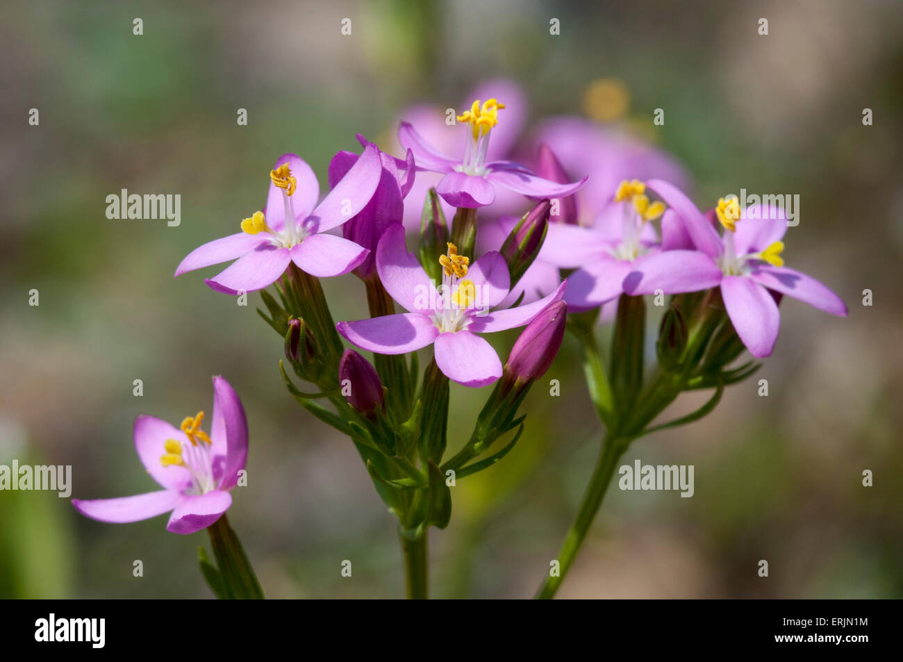 Comune (centaury Centaurium erythraea) fioritura a Nosterfield Riserva Naturale, North Yorkshire. Luglio. Foto Stock