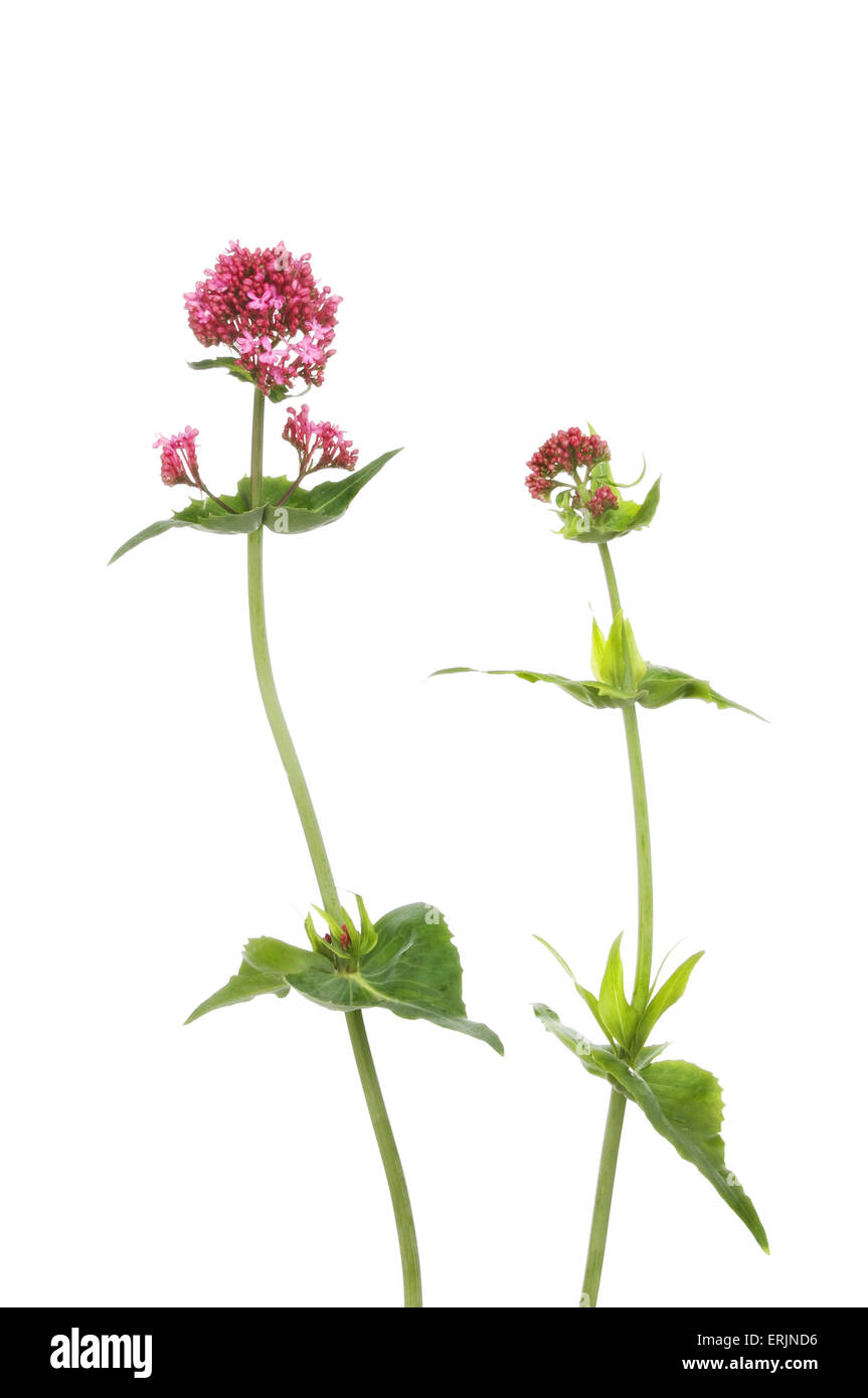 Red Valeriana Centranthus ruber, noto anche come sperone valeriana, fox spazzola, Giove con la barba fiori e fogliame isolata contro Foto Stock