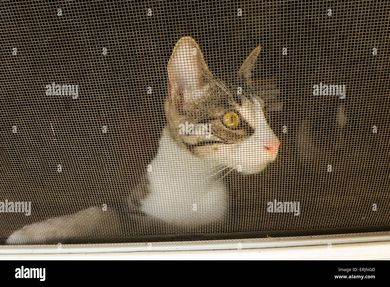 Tiger striped tabby kitten guardando attraverso lo schermo porta. Foto Stock
