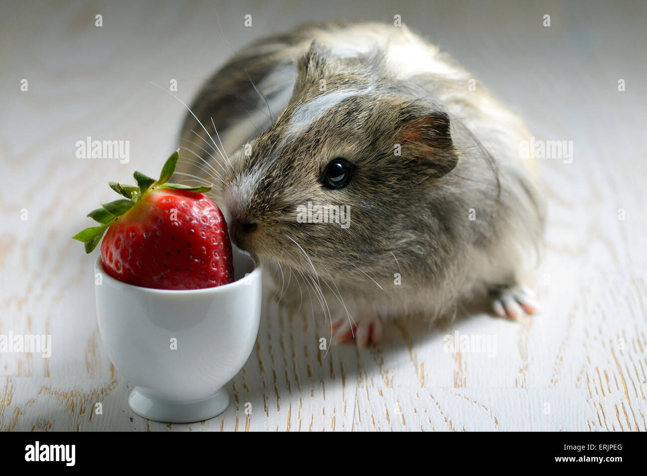 La cavia di mangiare una fragola Foto Stock