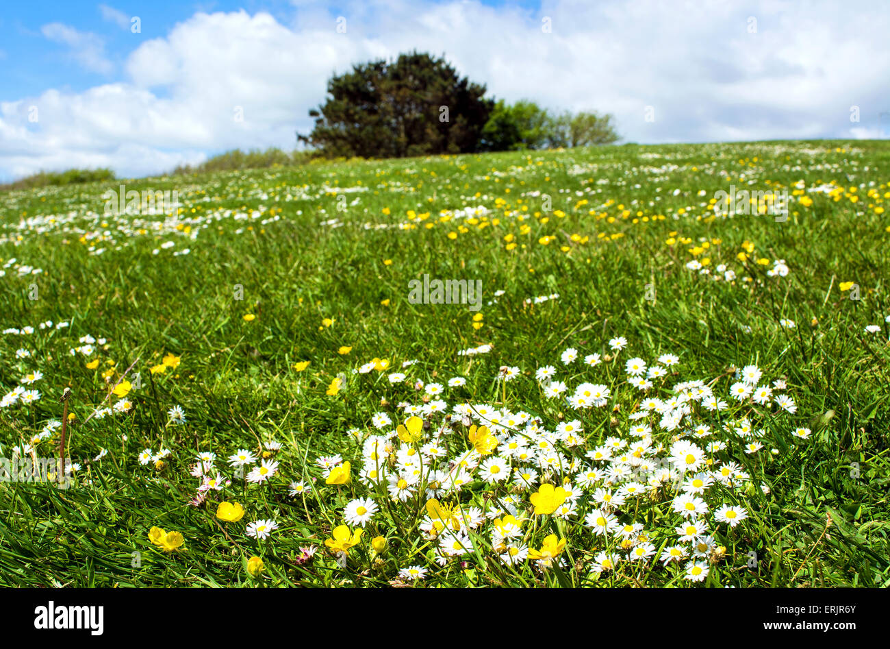 Un campo di margherite e renoncules Foto Stock