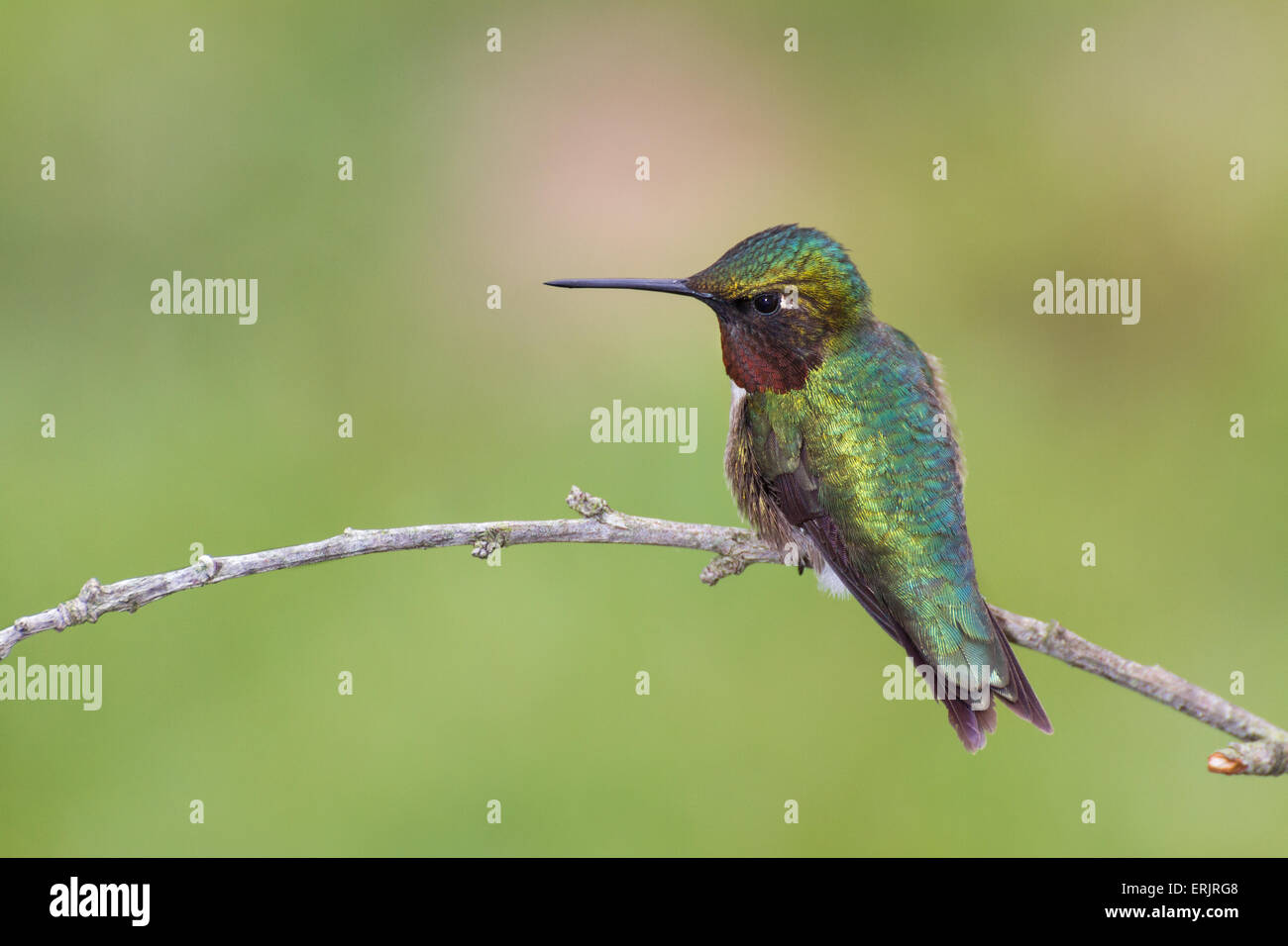 Un rubino-throated hummingbird appollaiato su un ramo di piccole dimensioni. Foto Stock