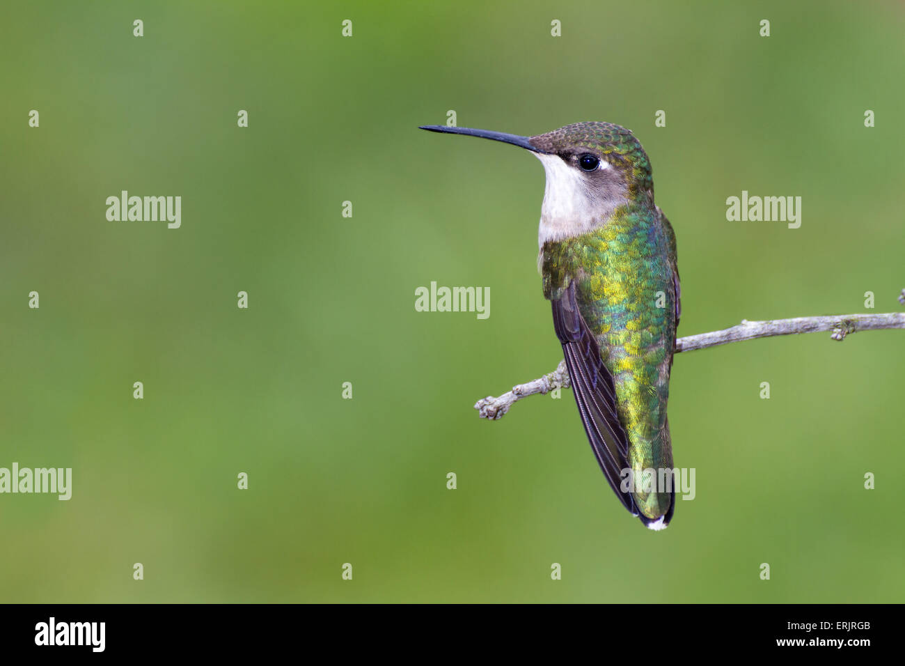 Una femmina di ruby-throated hummingbird appollaiato su un ramo di piccole dimensioni. Foto Stock