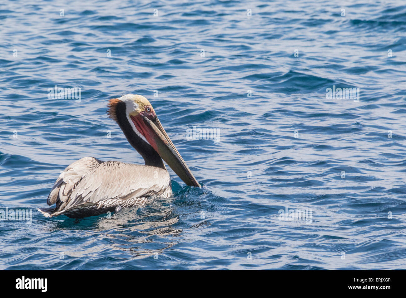 California Brown Pelican, una sottospecie del Brown Pelican, nel porto di Avalon sull'isola di Catalina, California. Foto Stock