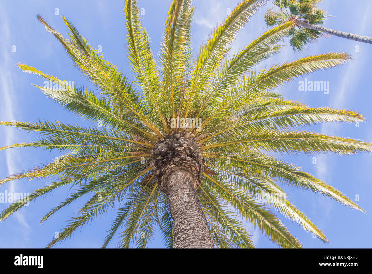 'Isola Canarie Data " Palm tree sull isola Catalina Foto Stock