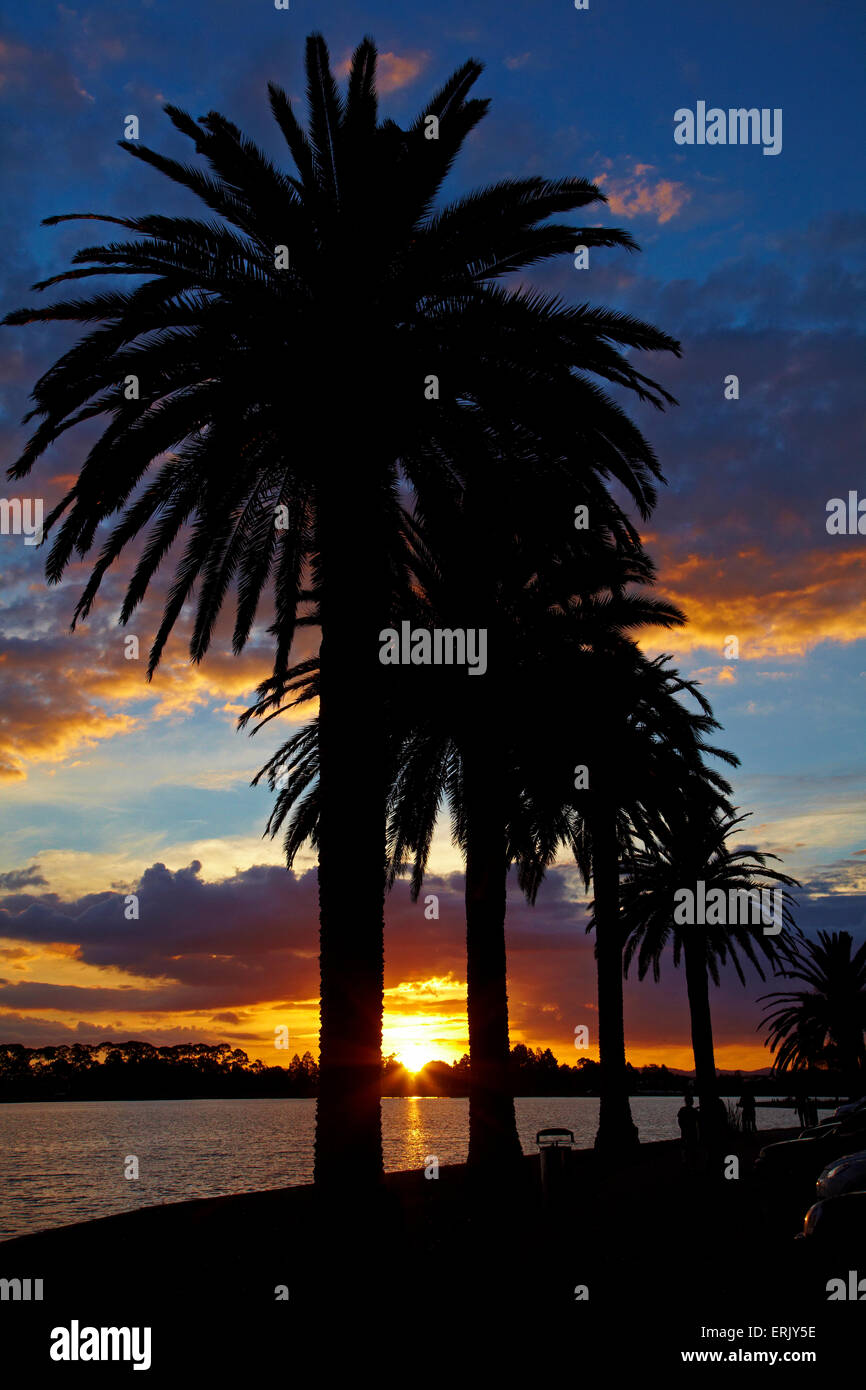 Tramonto su alberi di palma e il Lago Rotoroa, Hamilton, Waikato, Isola del nord, Nuova Zelanda Foto Stock