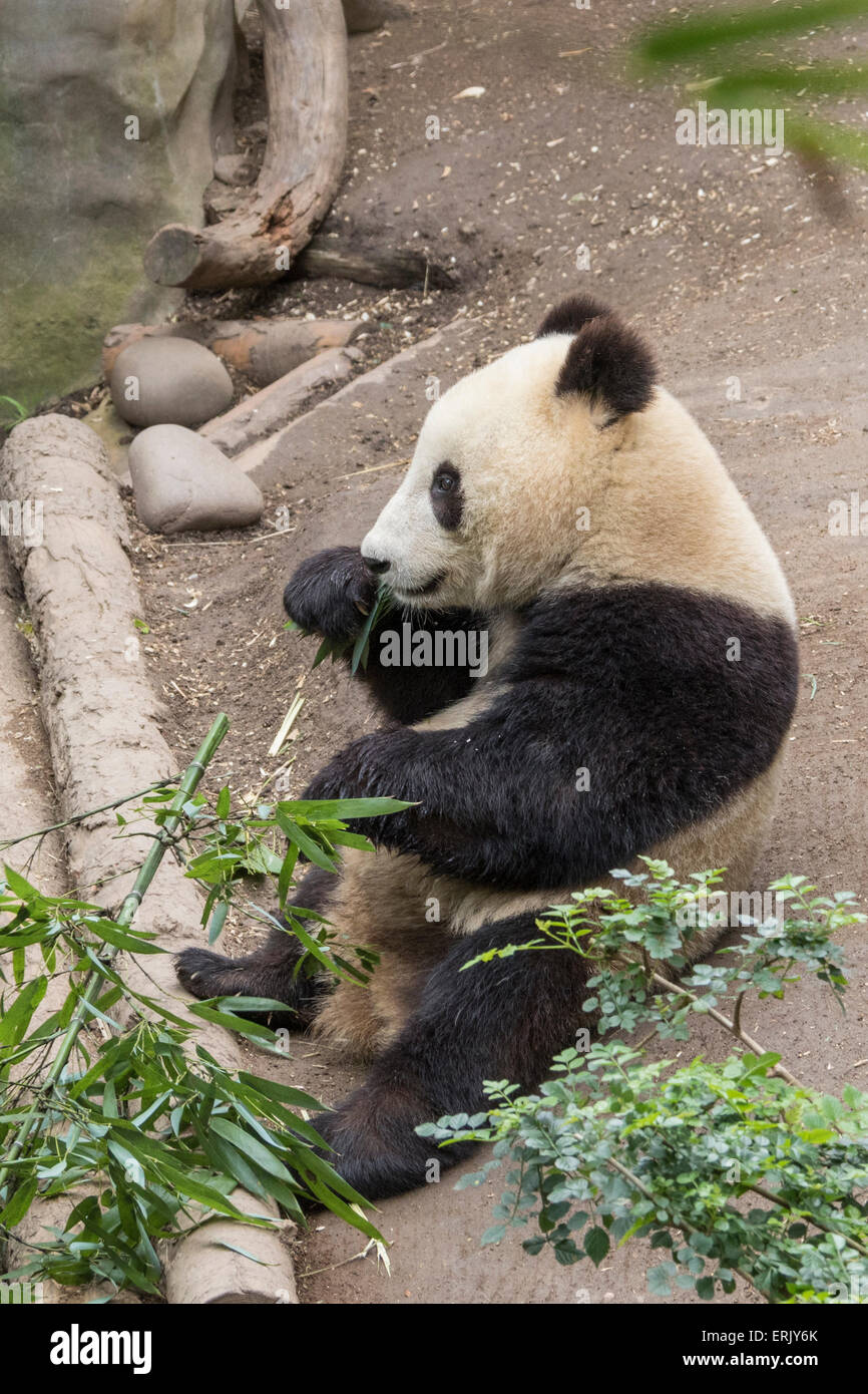 'Gigantesco Orso Panda" Cub allo Zoo di San Diego. Foto Stock
