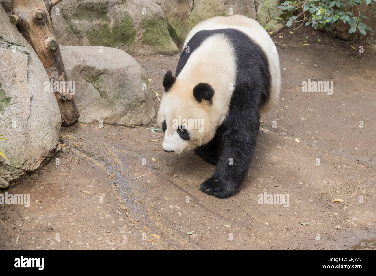 'Gigantesco Orso Panda' allo Zoo di San Diego. Foto Stock