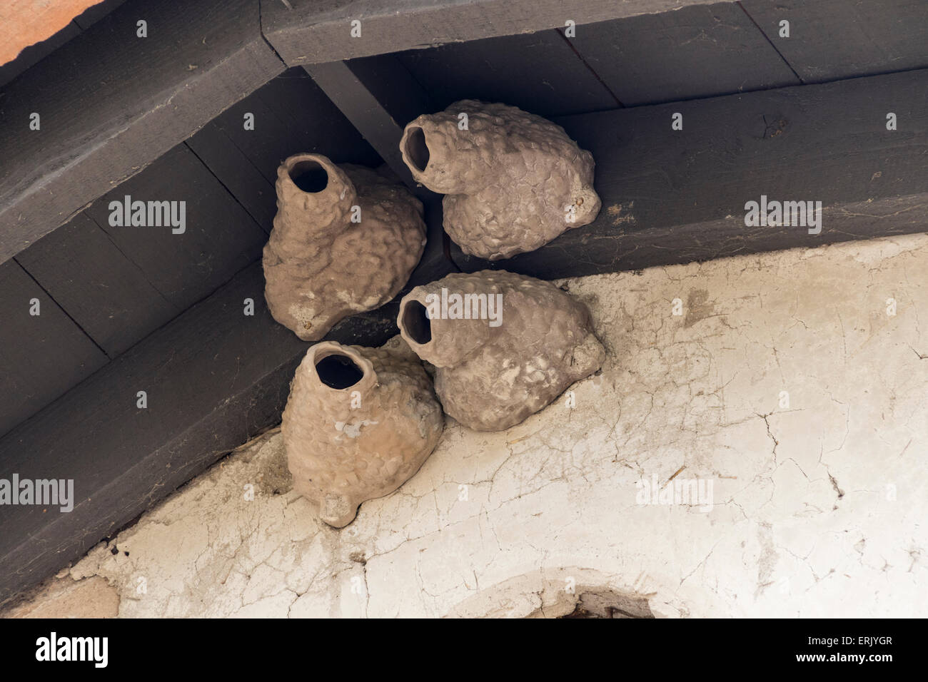 Cliff Swallow nidi di uccelli a 'Mission San Juan Capistrano" con le rovine, museo, e riabilitazione in corso. Foto Stock