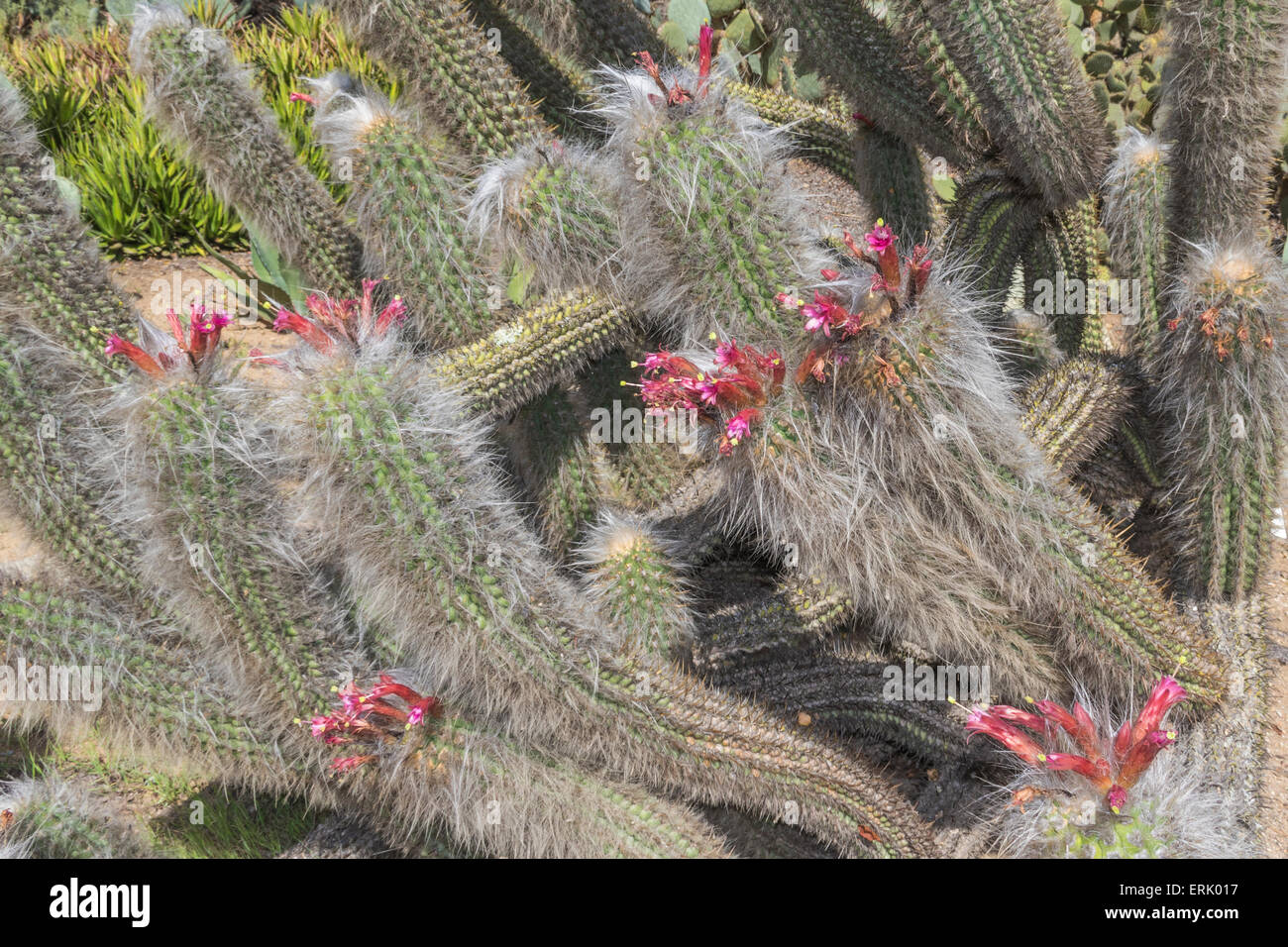 "Uomo Vecchio della Montagna Cactus' in 'Wrigley Memorial Giardino Botanico' sull isola Catalina Foto Stock