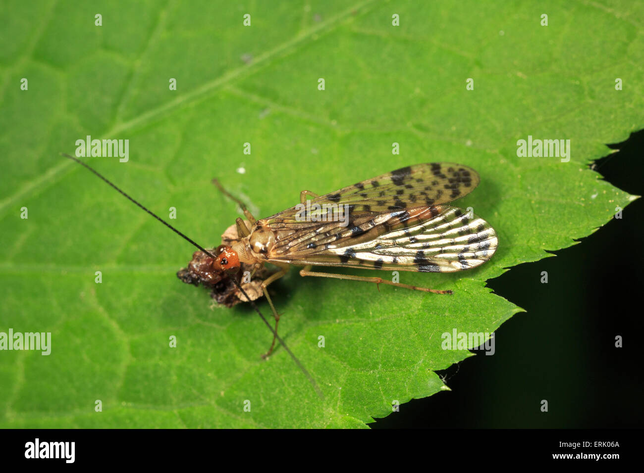 Femmina (scorpionfly Panorpa sp.) su una foglia di mangiare un insetto. Foto Stock