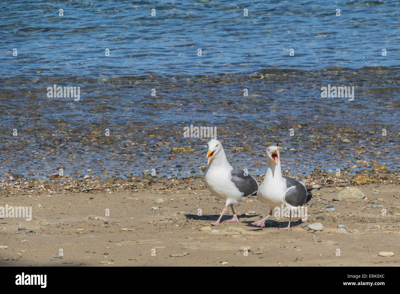 Gabbiano occidentale si impegna in un comportamento territoriale a Avalon Beach sull isola Catalina Foto Stock