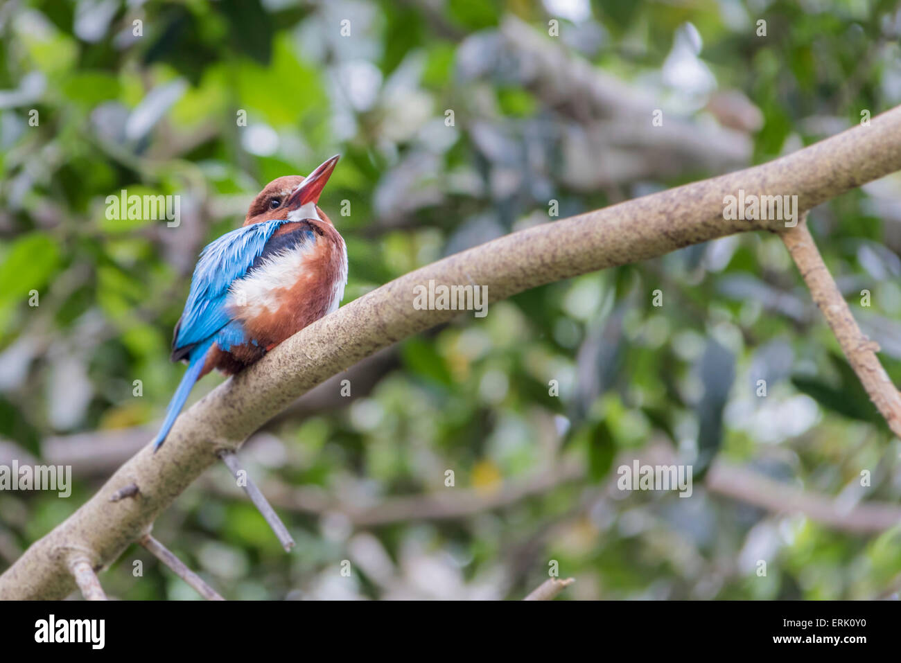 Bianco-breasted Kingfisher allo Zoo di San Diego. Foto Stock