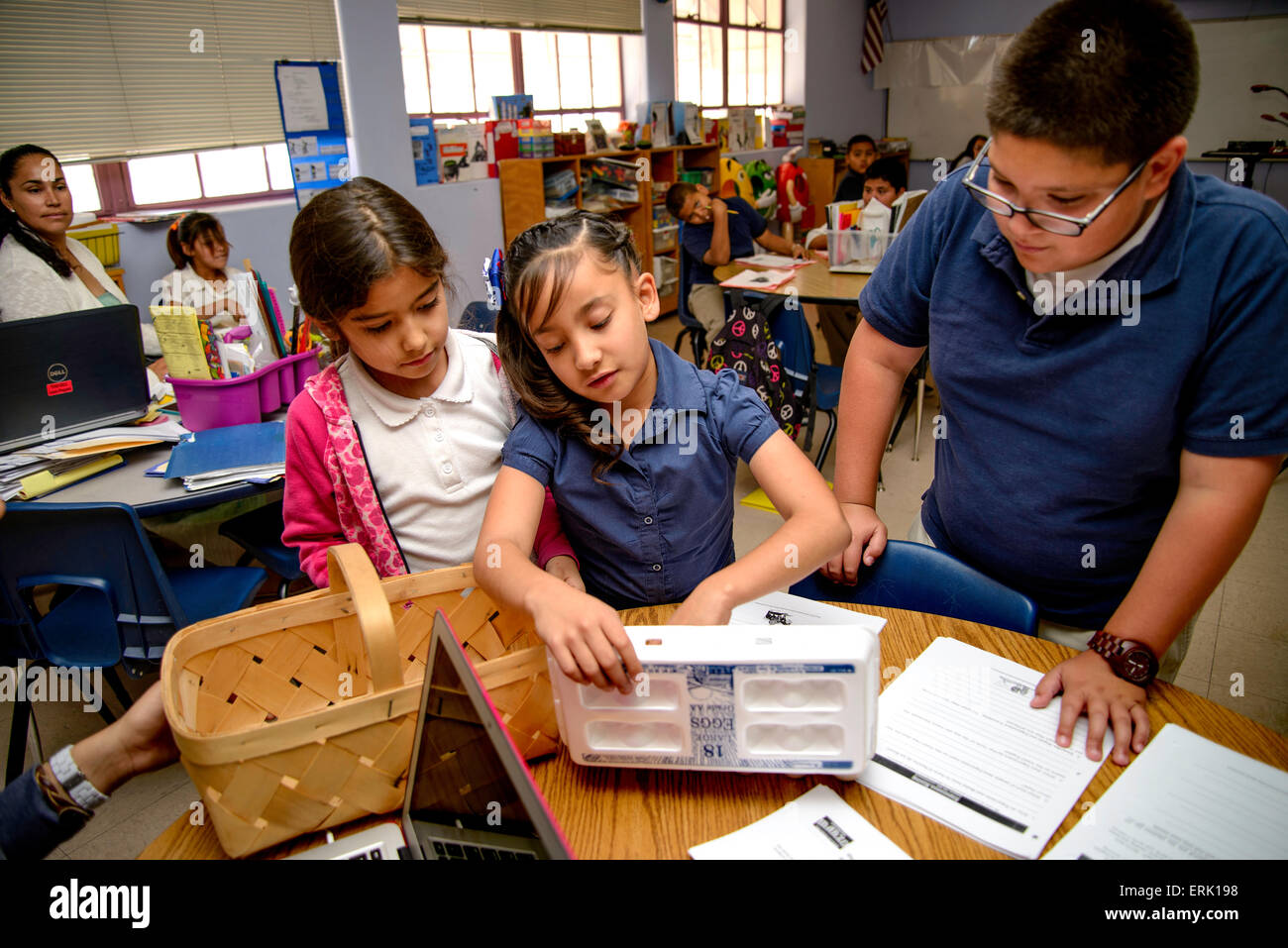 Il manzo Scuola elementare 4 grado gli studenti raccogliere uova da polli nella scuola del giardino biologico, Tucson, Arizona, Stati Uniti. Foto Stock